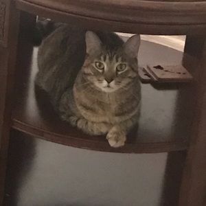 Meet your Posher, Abigail